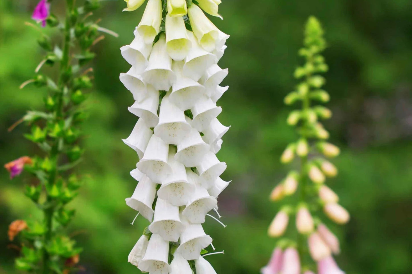 Alba Foxglove Seeds | Non-GMO | White Blooming Digitalis purpurea | Tall Flower Spikes for Borders & Pollinator Gardens