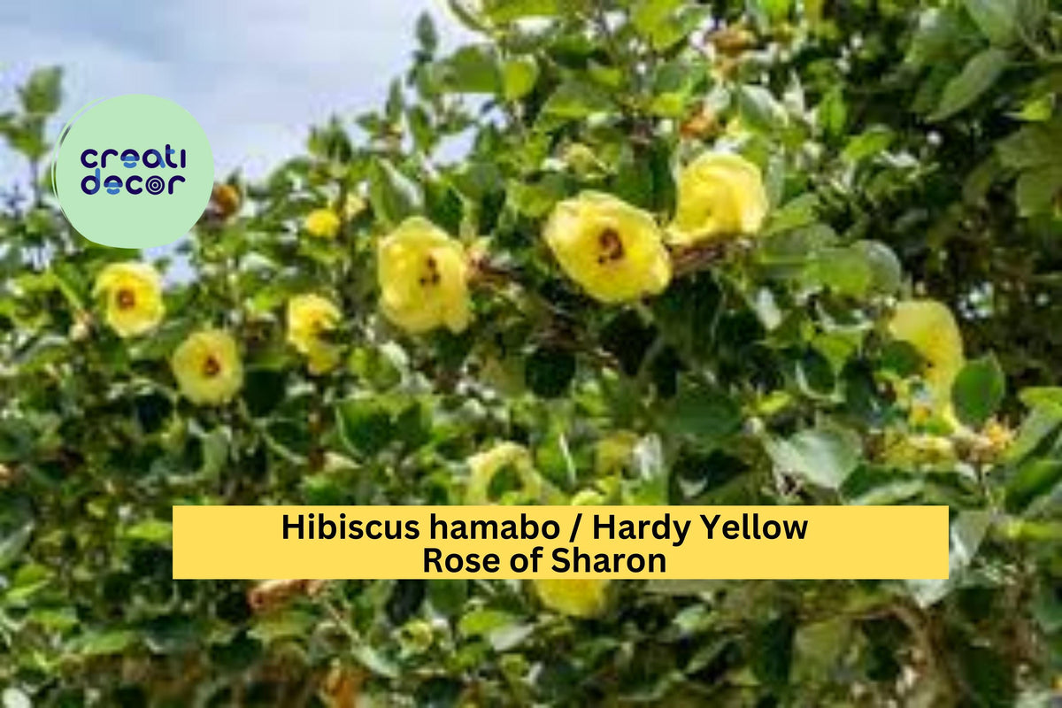 Hardy Yellow Rose of Sharon Seeds - 10 Count Hibiscus hamabo Yellow Flowering Shrub for Garden Landscapes and Borders