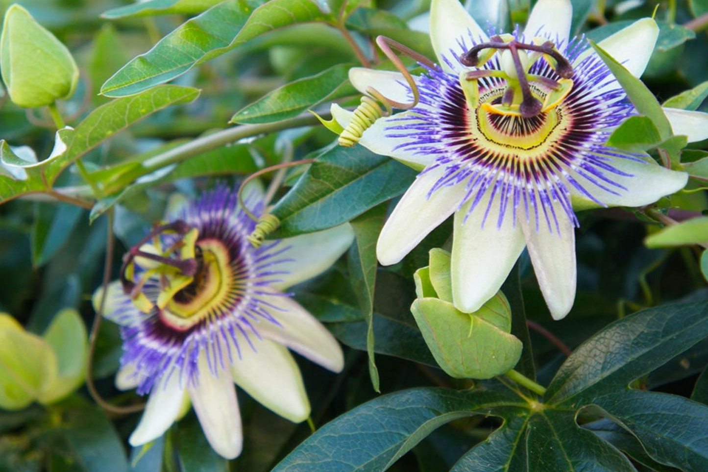 Purple Passion Fruit Seeds - Passiflora Edulis Vine Seeds for Tropical Garden, Non-GMO