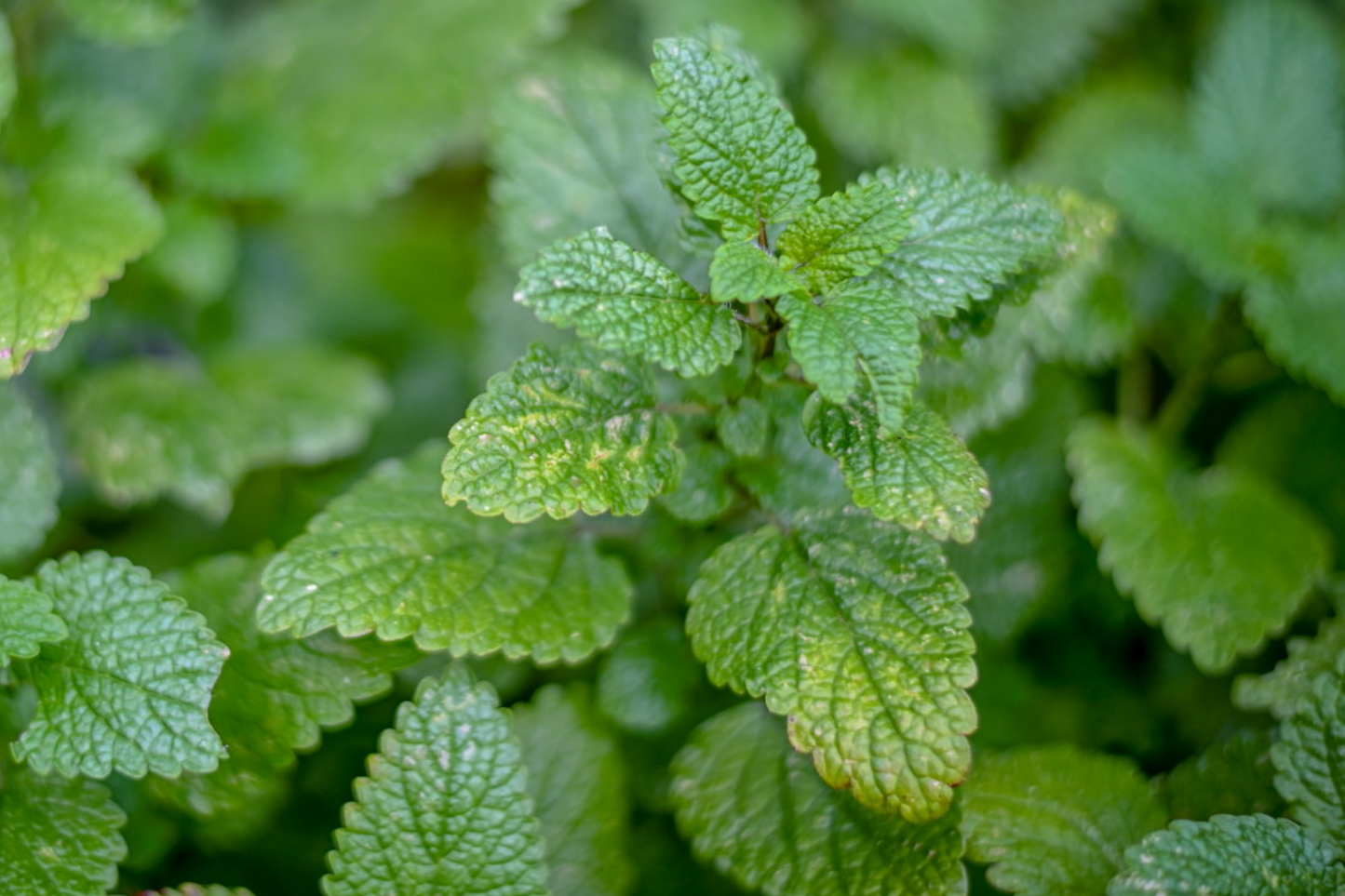Lemon Balm Seeds - Melissa officinalis Non-GMO Herb for Garden and Culinary Use