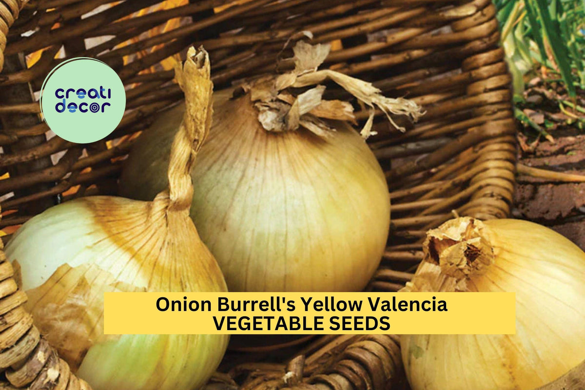 250mg Onion Seeds 3pcs Burrell's Yellow Valencia Heirloom Allium cepa - Sweet Golden Bulbs for Salads & Cooking, Fast Maturity