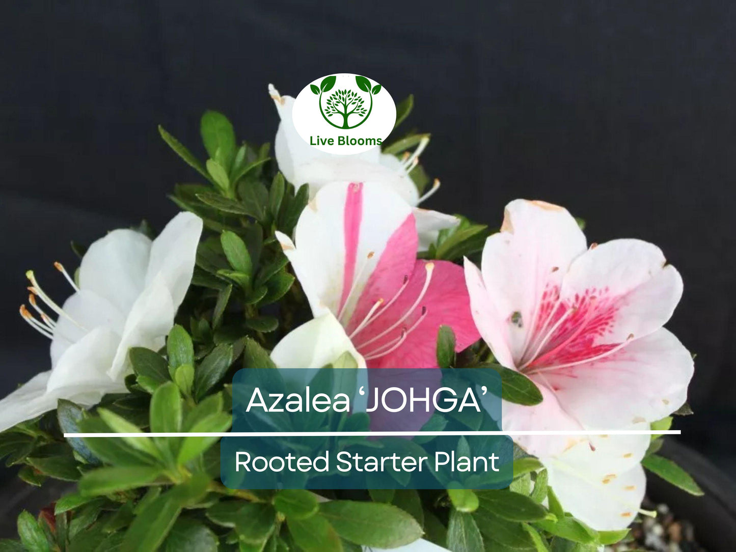 JOHGA Azalea Rhododendron Deciduous Rooted Starter Plant with Multi-Color Blooms for Garden Landscaping