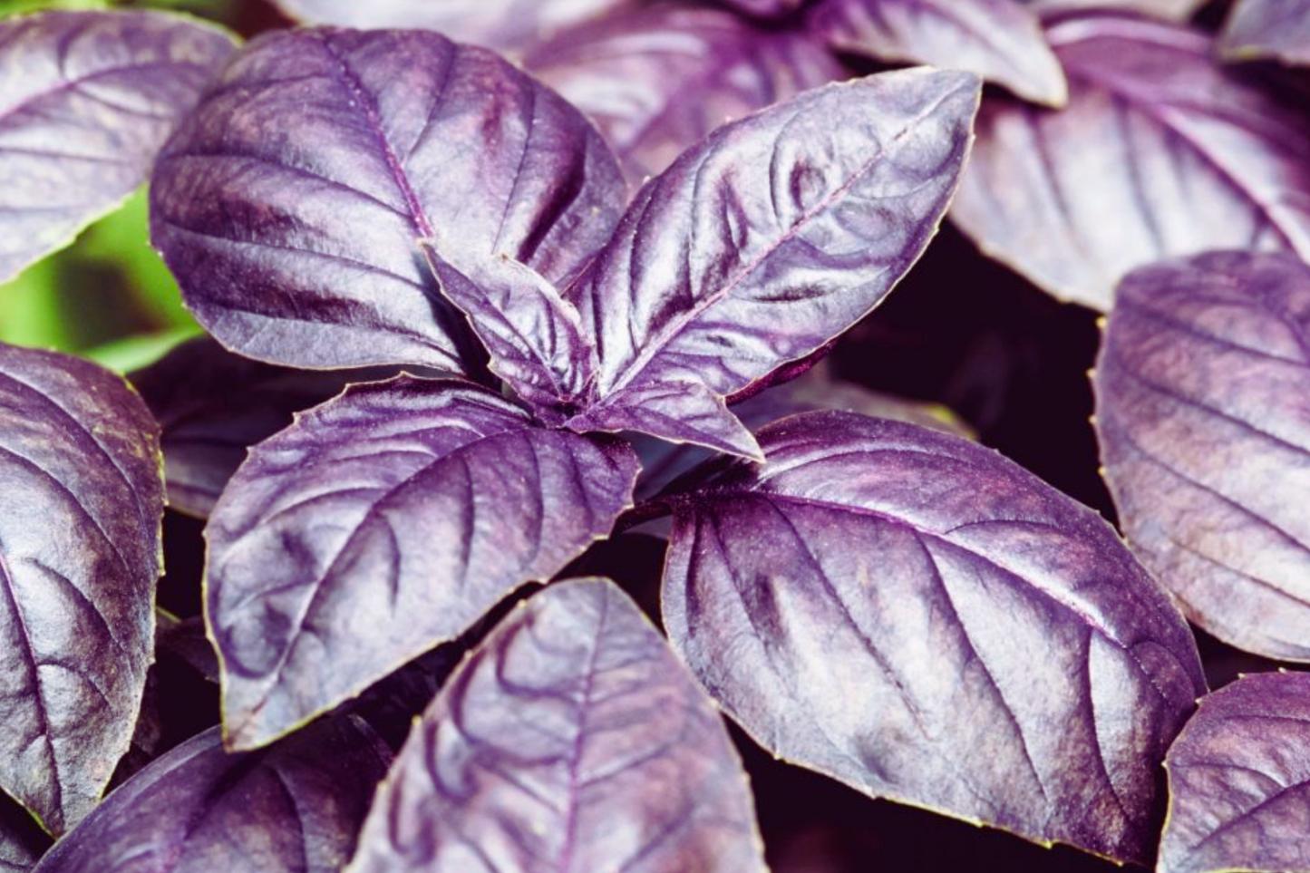 Dark Purple Opal Basil Seeds | NON-GMO Ocimum basilicum 'Dark Opal'
