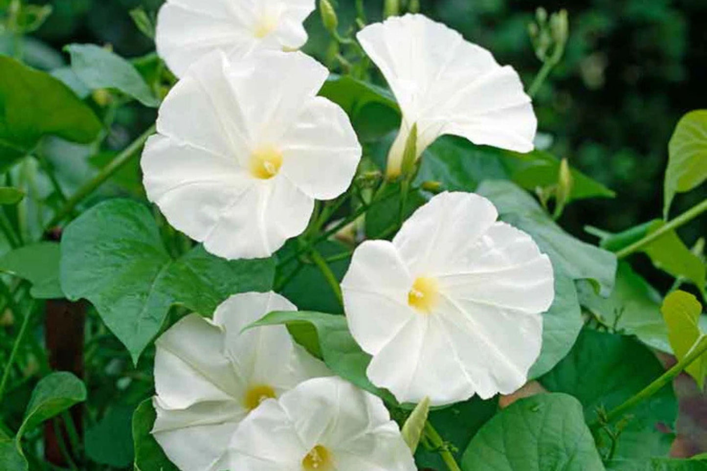 Pearly Gates Morning Glory Seeds | White Climbing Vine | Ipomoea tricolor | Non-GMO, Pollinator-Friendly, Fast-Growing