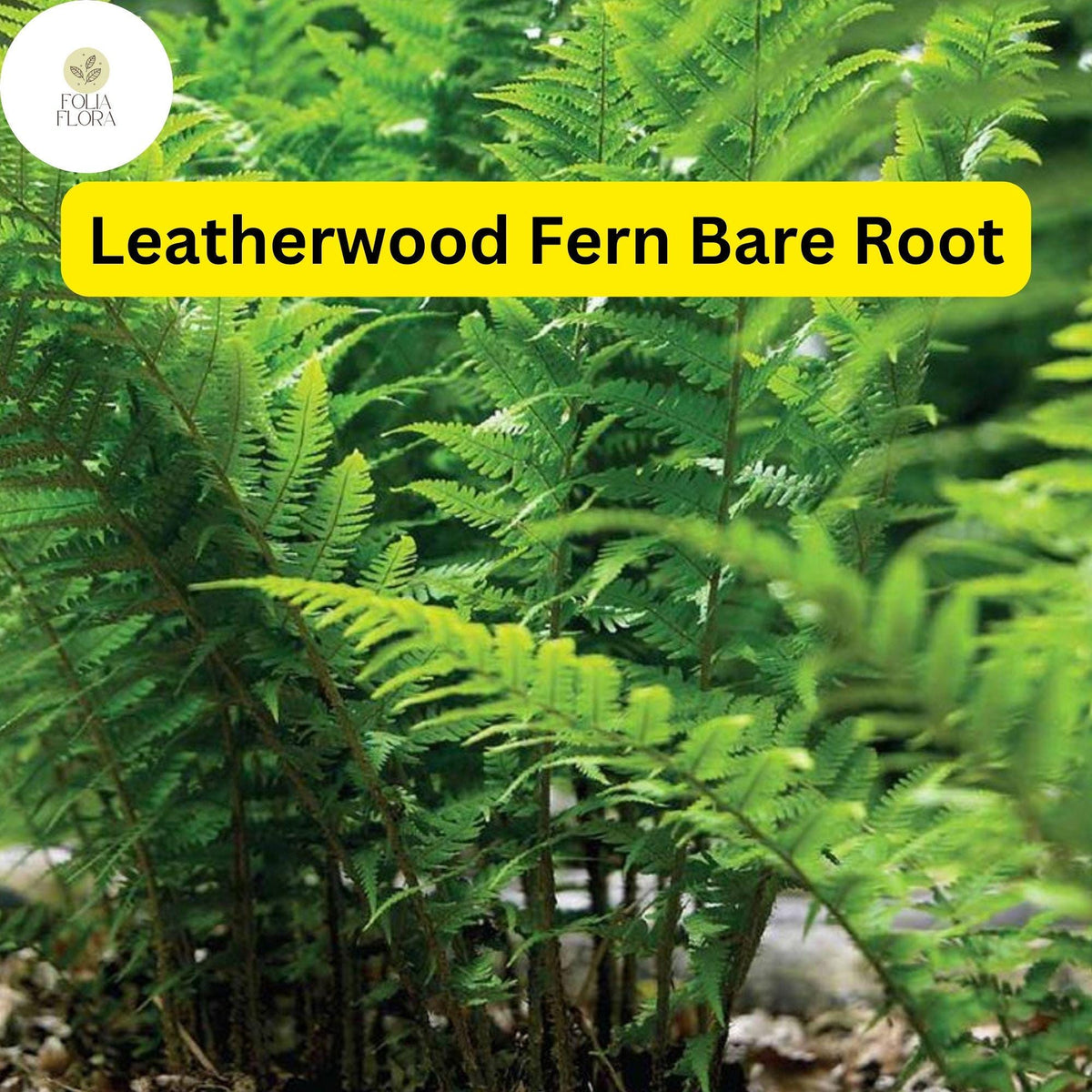 3 Leatherwood Ferns (Dryopteris marginalis) - Evergreen Native Woodland Ferns, Shade-Tolerant Perennials