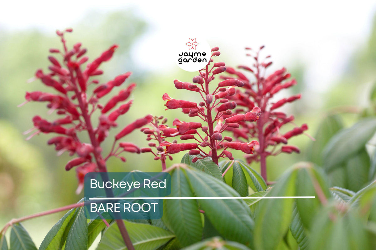2 Bare-root Buckeye Red Trees, Red Spring Blooms, Aesculus pavia, Oval Shape, Hardy Specimen Tree, Zones 4-8