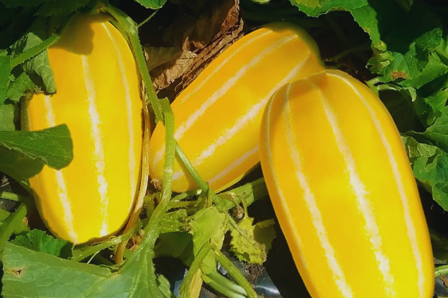 Korean Musk Melon Seeds | Organic Non-GMO Golden Sweet Cucumis melo