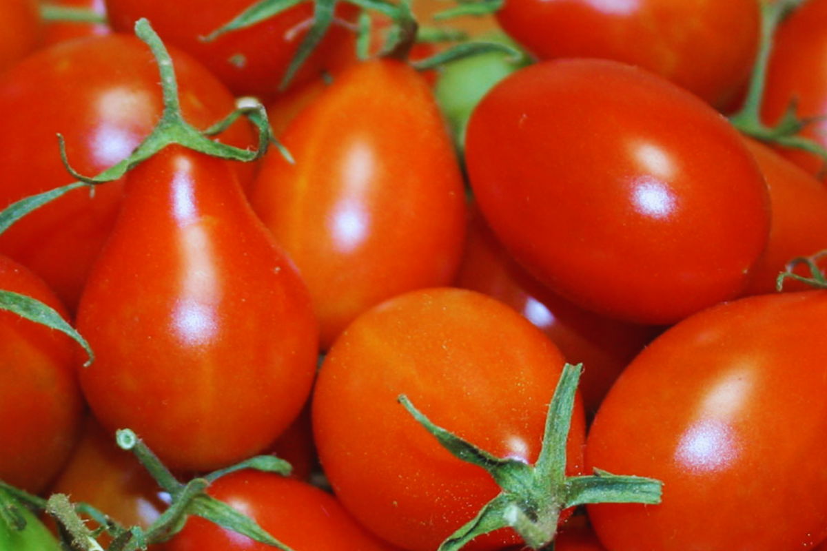 Red Pear Tomato Seeds - Heirloom Organic Non-GMO Solanum lycopersicum for Container & Garden Growing