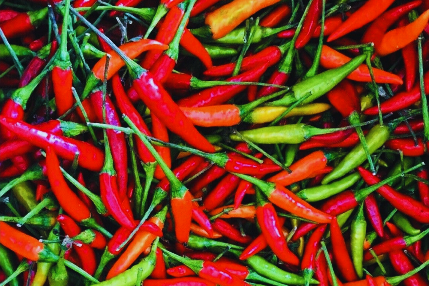 Thai Red Chili Seeds | Hot Burapa Chili Pepper | Non-GMO Heirloom Ớt Hiểm Cay
