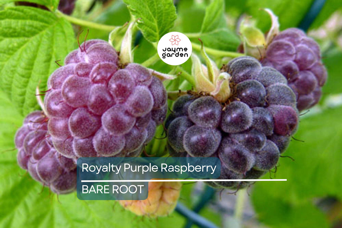 Royalty Purple Raspberry Bare Root Canes | 2-Year-Old | Large Sweet Berries | Rubus idaeus ‘Royalty’ | Cold Hardy Zones 4-8