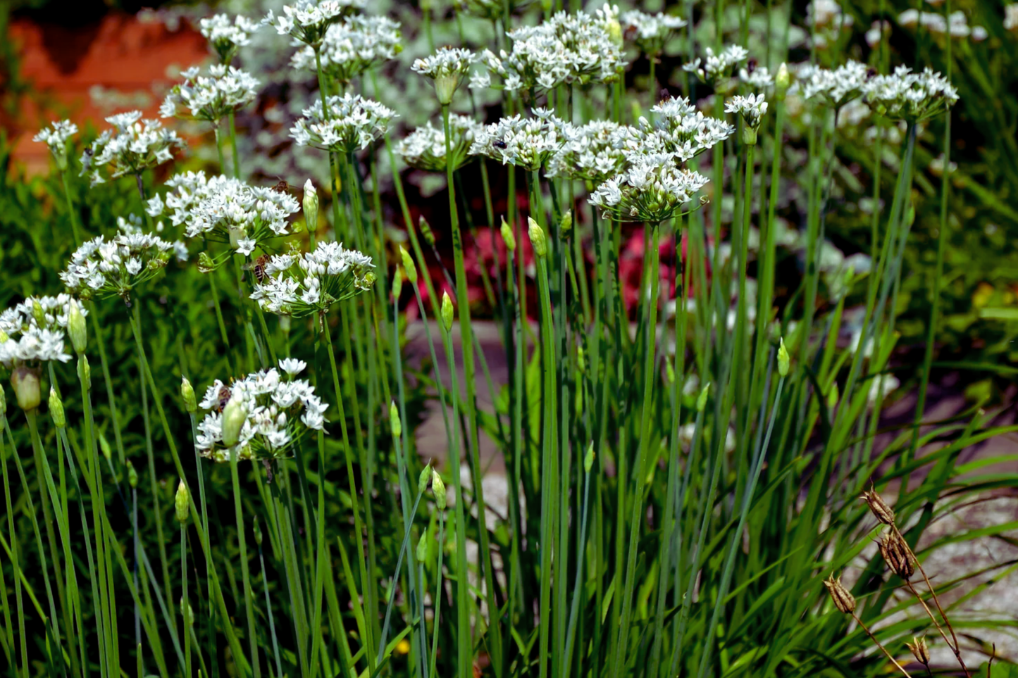 Garlic Chive Seeds Allium Tuberosum Herb Garden Plant for Culinary Use, Perennial, Easy to Grow