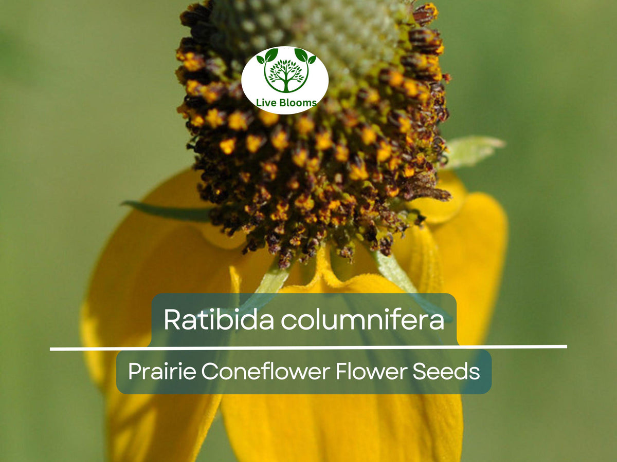 Prairie Coneflower Seeds 150 Count | Ratibida columnifera | Native Wildflower for Pollinator Gardens & Meadows