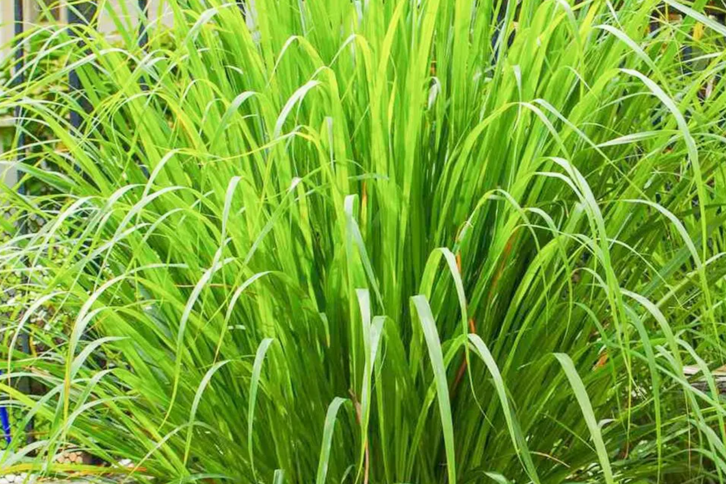 Organic Lemongrass Seeds | West Indian Cymbopogon citratus | Aromatic Herb for Culinary & Tea