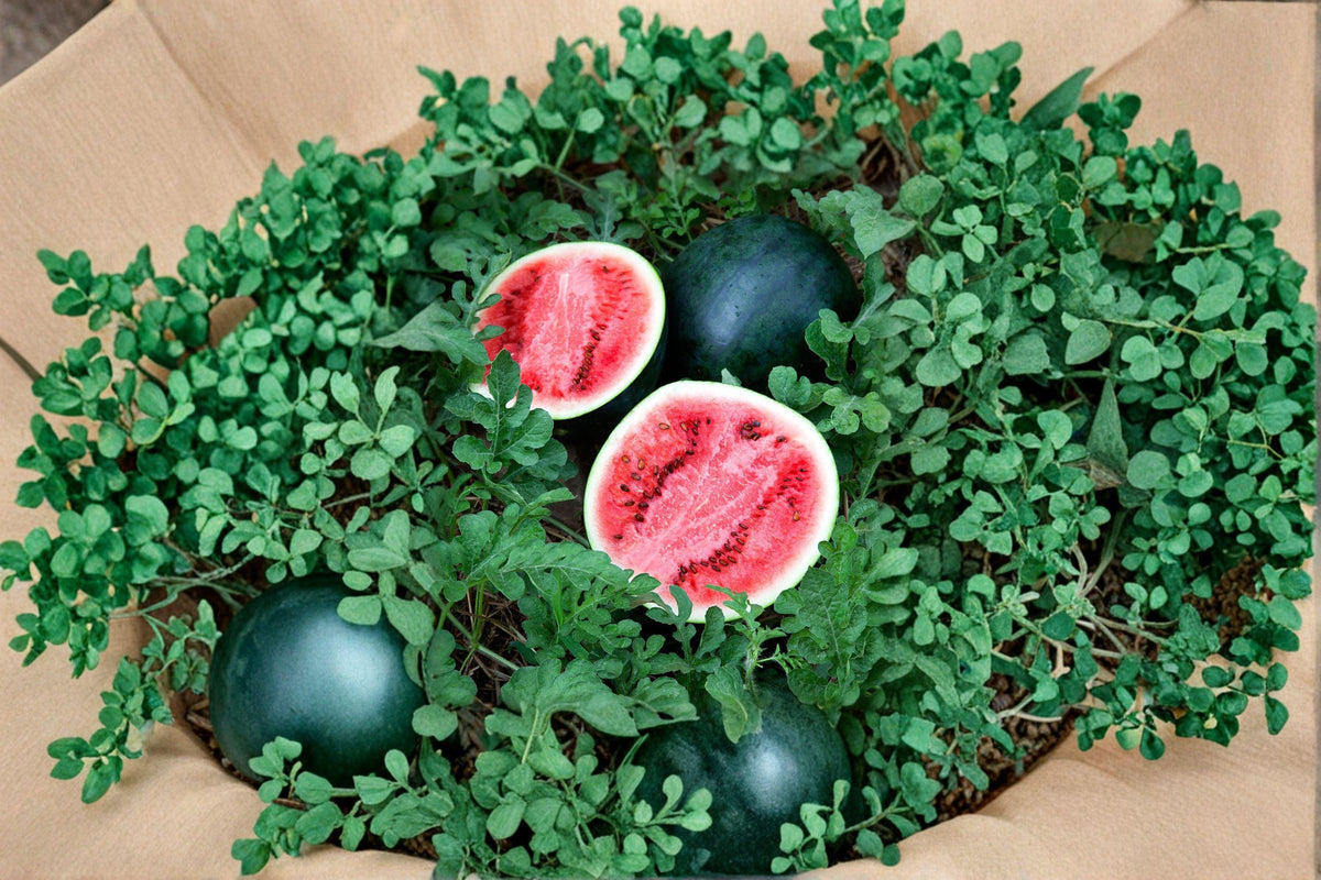 Sugar Baby Watermelon Seeds - 10 Heirloom Seeds for Small Gardens - Sweet Red Flesh - Citrullus lanatus - Compact Variety