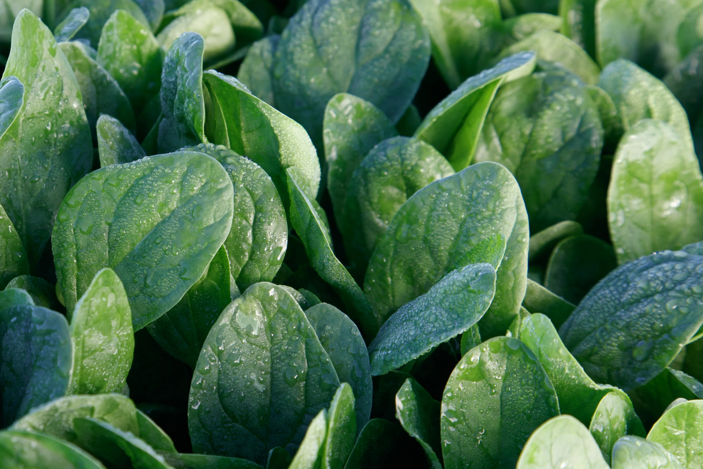 Lakeside Spinach Seeds | Non-GMO Heirloom Spinacia oleracea