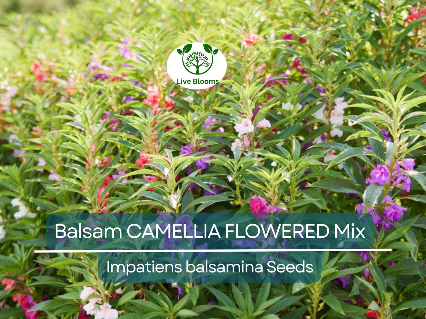 200 Seeds Balsam Camellia Flowered Mix - Double Bloom Impatiens for Part Shade Gardens