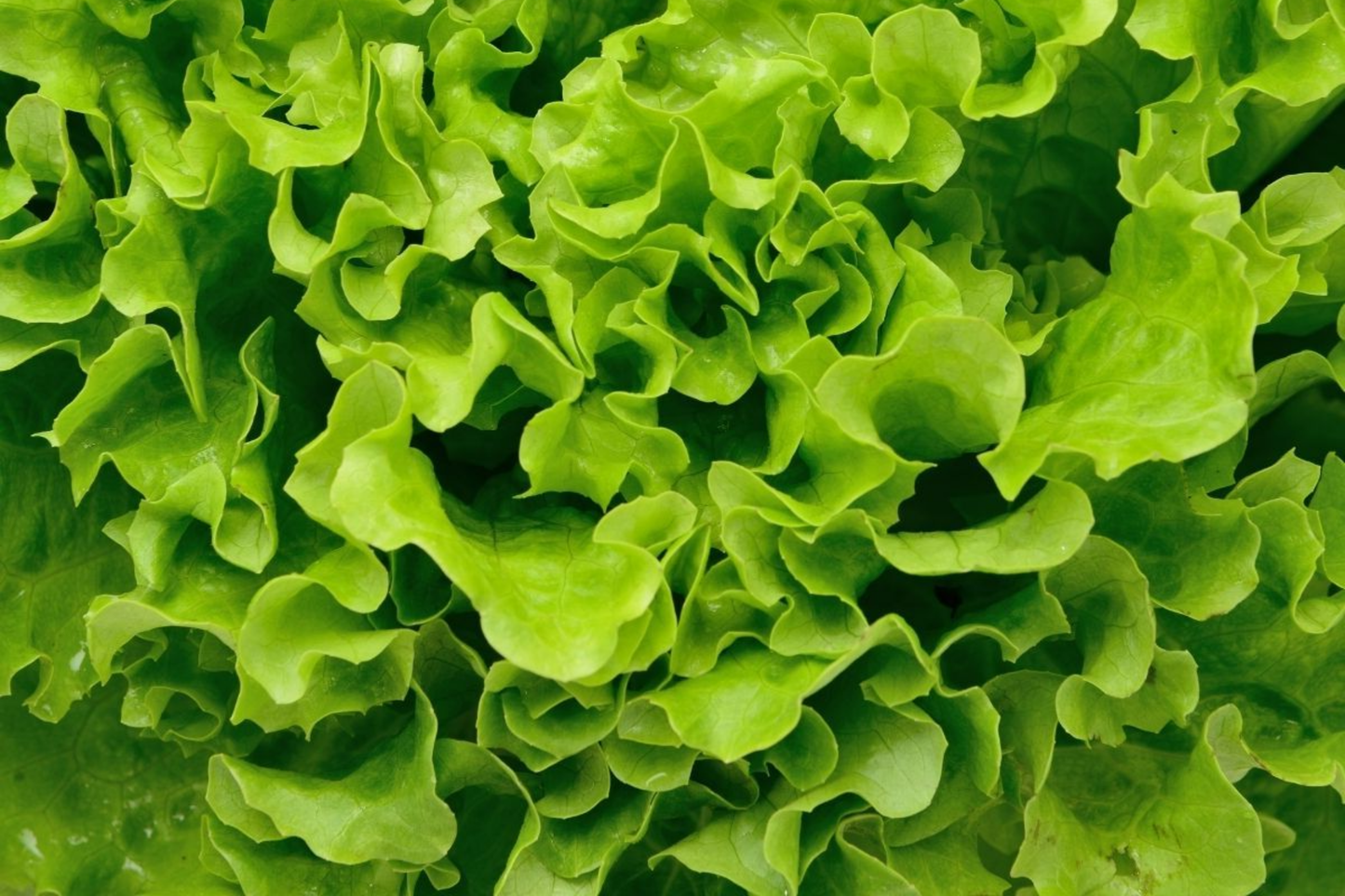 Grand Rapids Leaf Lettuce Seeds | Non-GMO Heirloom Lactuca sativa