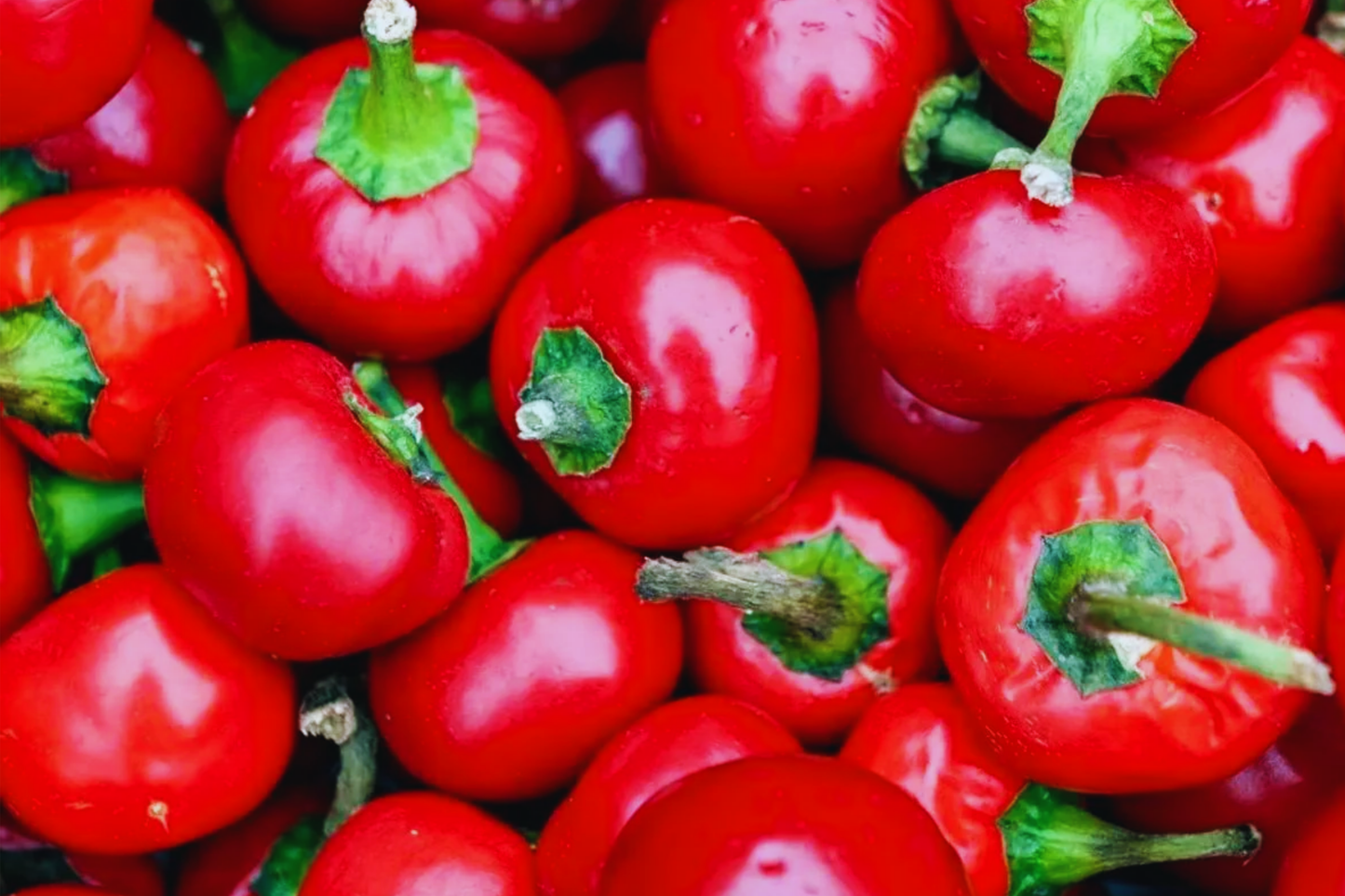Red Hot Cherry Pepper Seeds | Non-GMO Primenta Variety | Medium Heat Capsicum annuum