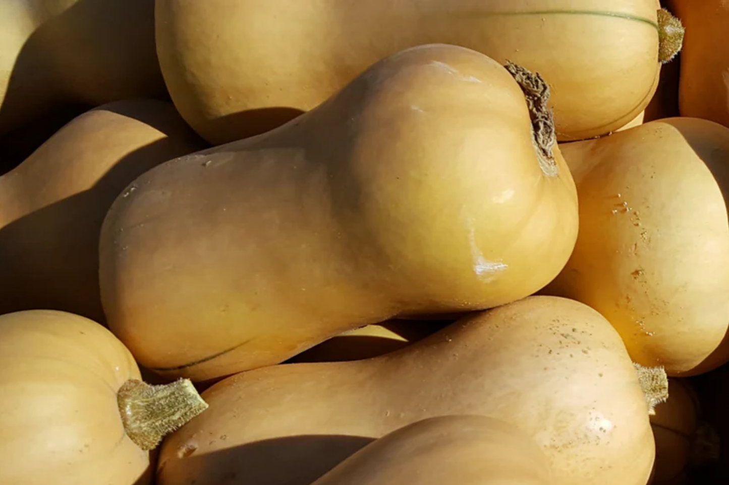 Waltham Butternut Winter Squash Seeds | Organic Non-GMO Cucurbita moschata | Heirloom Vegetable Seeds for Garden