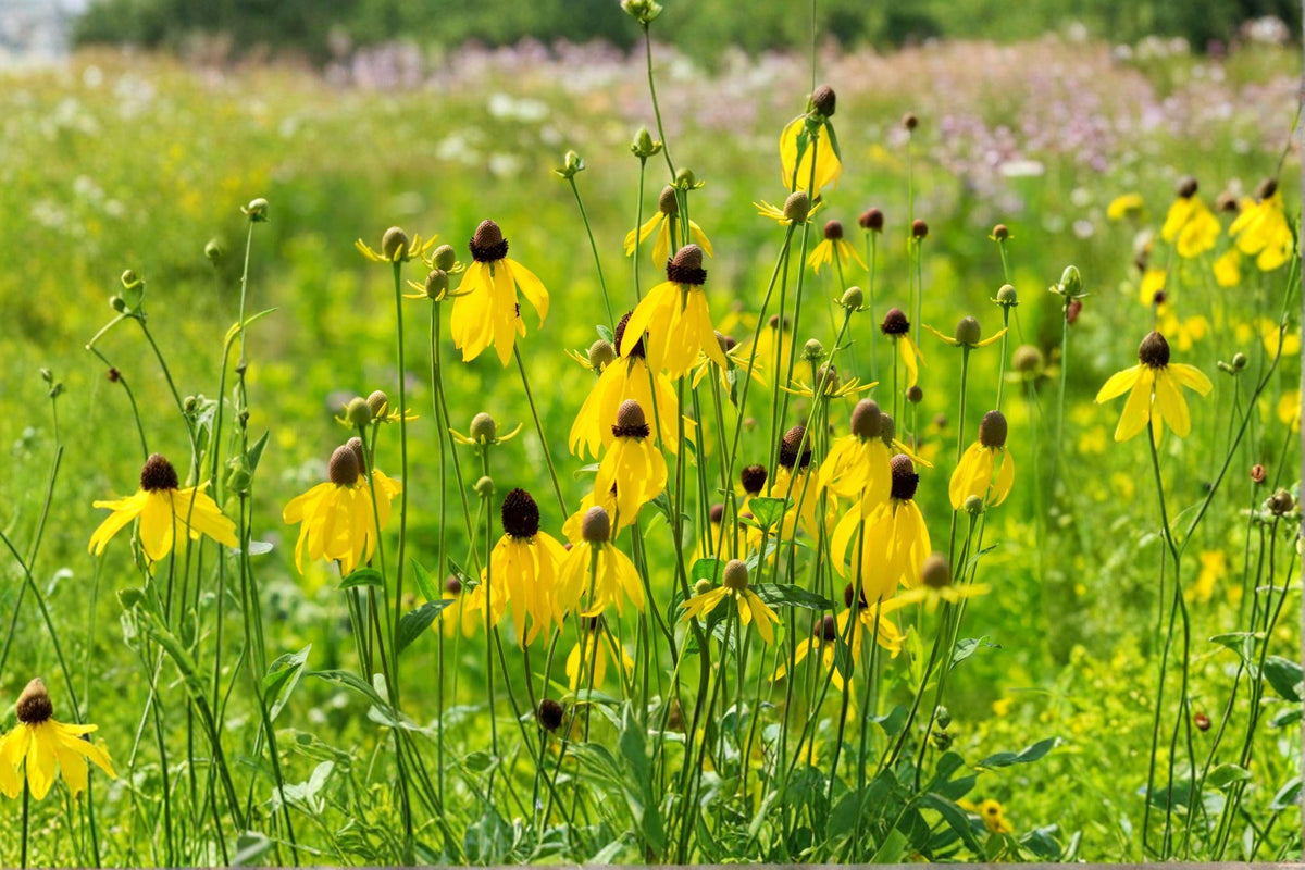 Prairie Coneflower Seeds 150 Count | Native Wildflower | Pollinator Favorite | Ratibida columnifera | Drought Tolerant Perennial