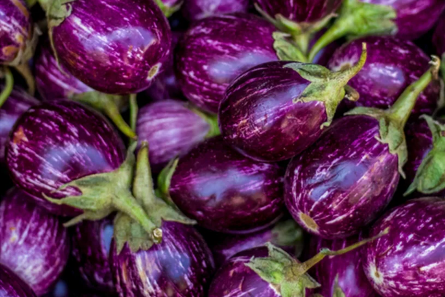 Round Purple Eggplant Seeds | Indian Eggplant | Heirloom Solanum melongena