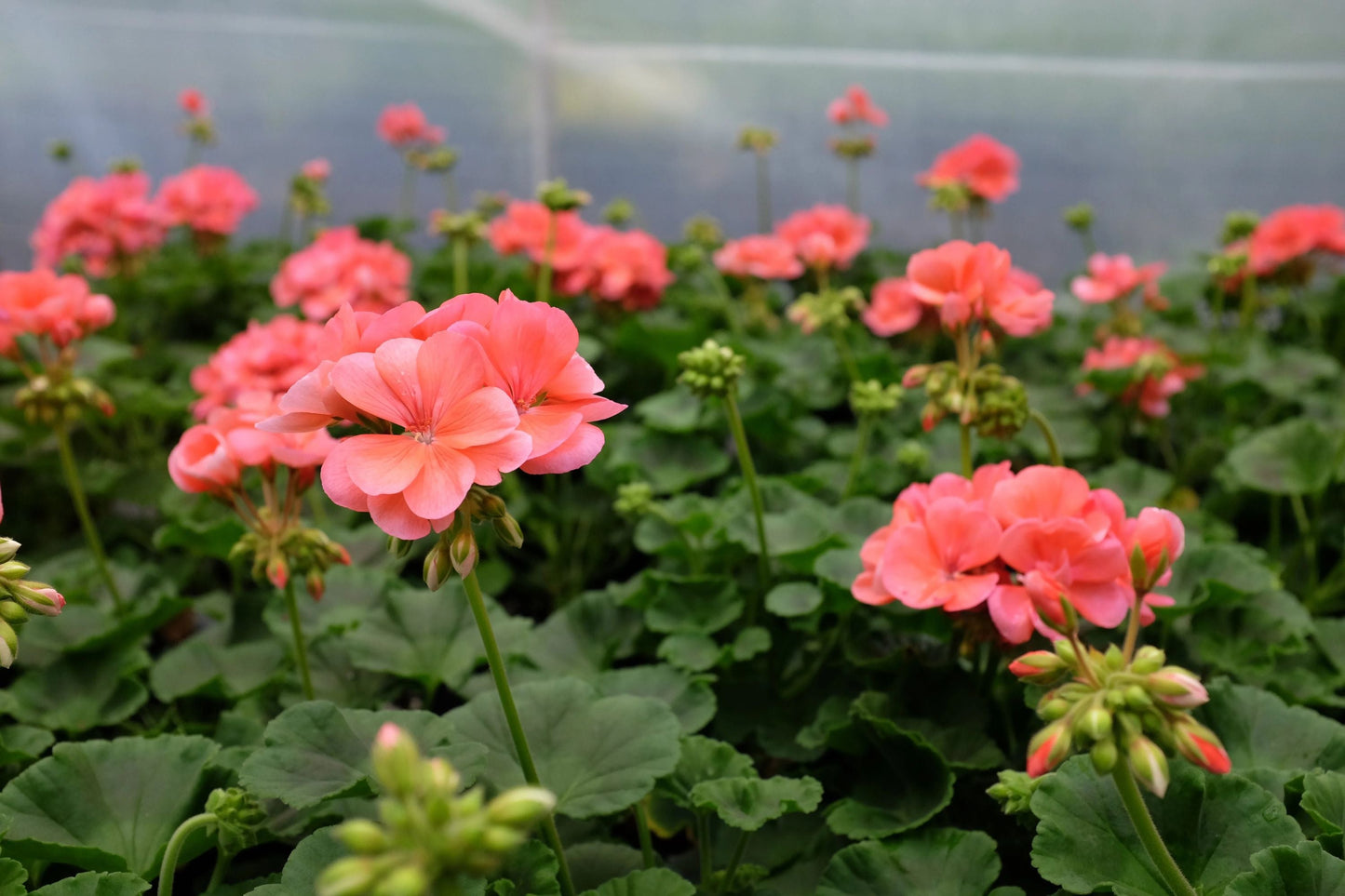 Patriot Salmon Geranium Seeds - 25+ Premium USA Grown Seeds for Vibrant Coral Blooms in Containers & Gardens Pelargonium x hortorum