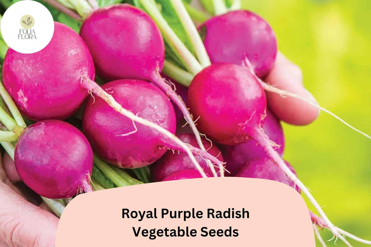 Royal Purple Radish Seeds - 500+ Heirloom Raphanus sativus - Crisp Flavor, Easy to Grow, Non-GMO Vegetable Garden Seeds