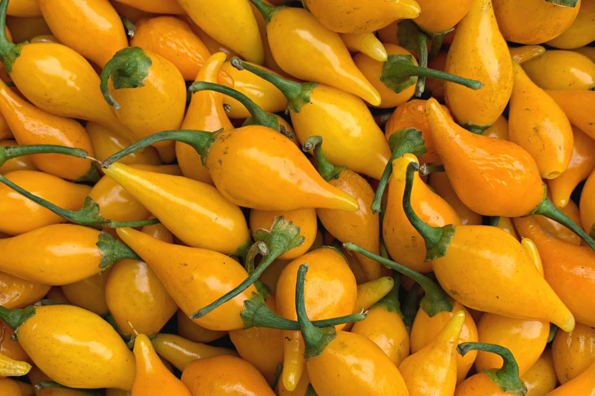 Biquinho Yellow Hot Pepper Seeds | Non-GMO Capsicum chinense | Small Fruity, Sweet Hot Peppers for Salsas & Cooking