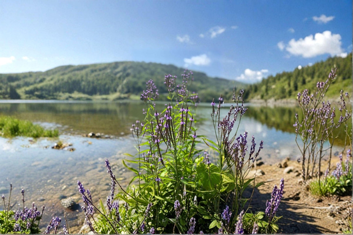 Blue Vervain Seeds - 100 Count, Native Perennial Wildflower, Verbena hastata, Blue-Purple Blooms, Pollinator Friendly