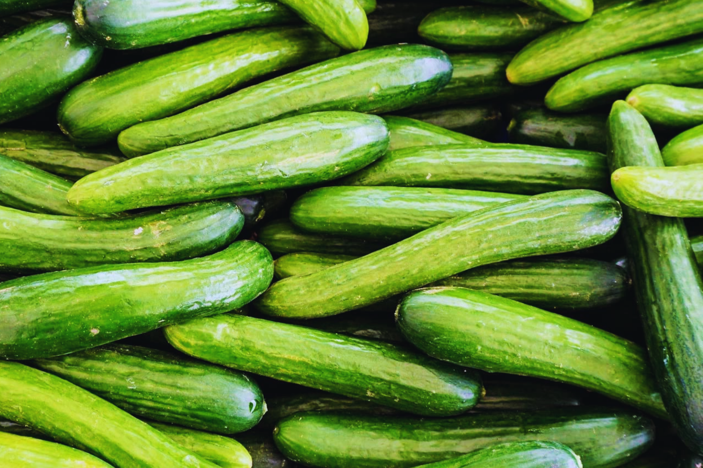 Organic Persian Lebanese Burpless Cucumber Seeds | Non-GMO Cucumis sativus for Salad & Pickling