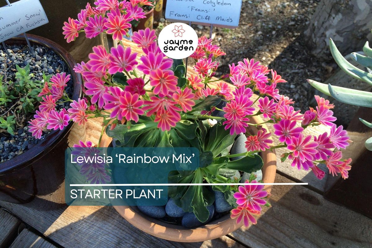 Lewisia 'Rainbow Mix' Starter Plant - Hardy Succulent, Drought-Tolerant Perennial for Rock Gardens, Lewisia cotyledon