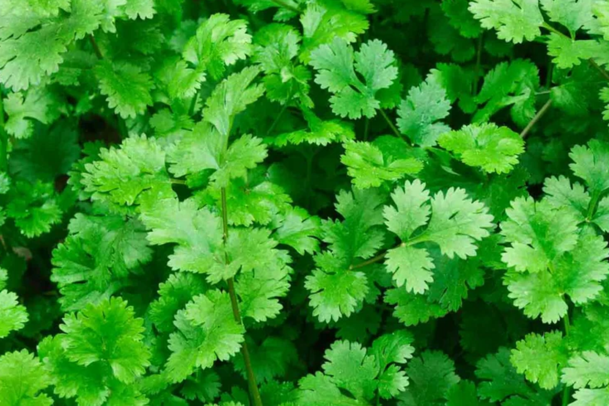 Cilantro Seeds - Slow Bolt Variety, Non-GMO, Coriander, Heirloom Vegetable Seeds for Gardening