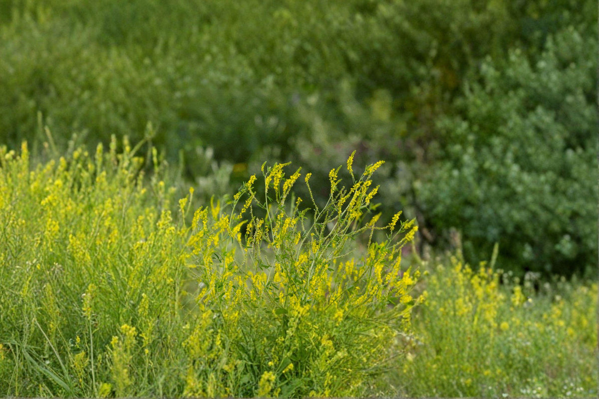 Yellow Blossom Sweet Clover Seeds | 100 Non-GMO Seeds | Nitrogen Fixing Legume | Melilotus officinalis | Pollinator Favorite