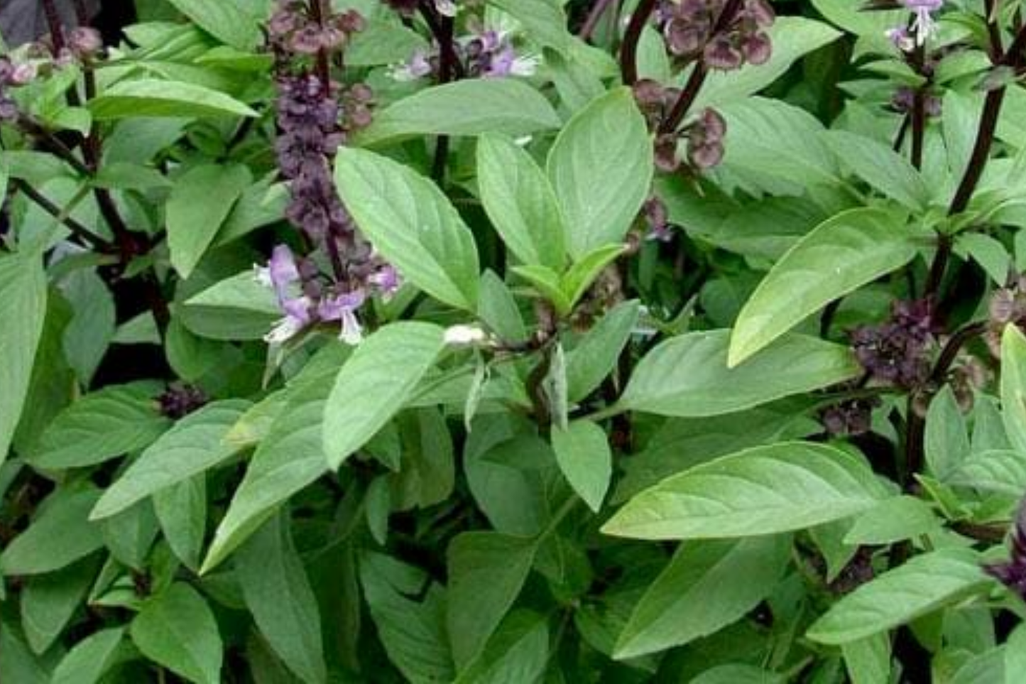 Holy Basil Seeds - Organic Non-GMO Tulsi Basil - Green Leaf Herb Seeds for Cooking & Tea