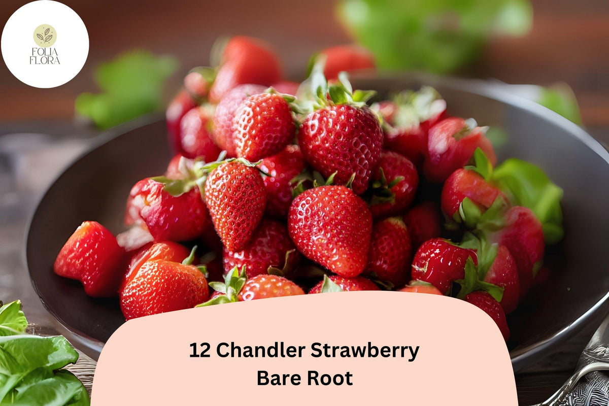 12 Chandler Strawberry Plants | Live Bare Root | June Bearing | Fragaria × ananassa | Hardy Perennial Fruit for Garden & Containers
