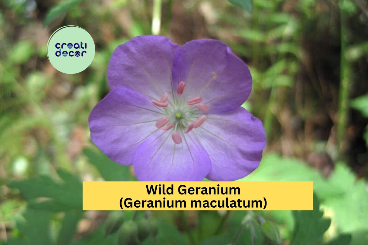 Wild Geranium Plants Set of 15 | Geranium maculatum | Hardy Native Perennial Flowering Plant | Pink to Purple Blooms