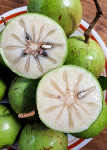 Grafted Green Caimito Tree - Tropical Evergreen Fruit with Glossy Green Leaves - Chrysophyllum cainito