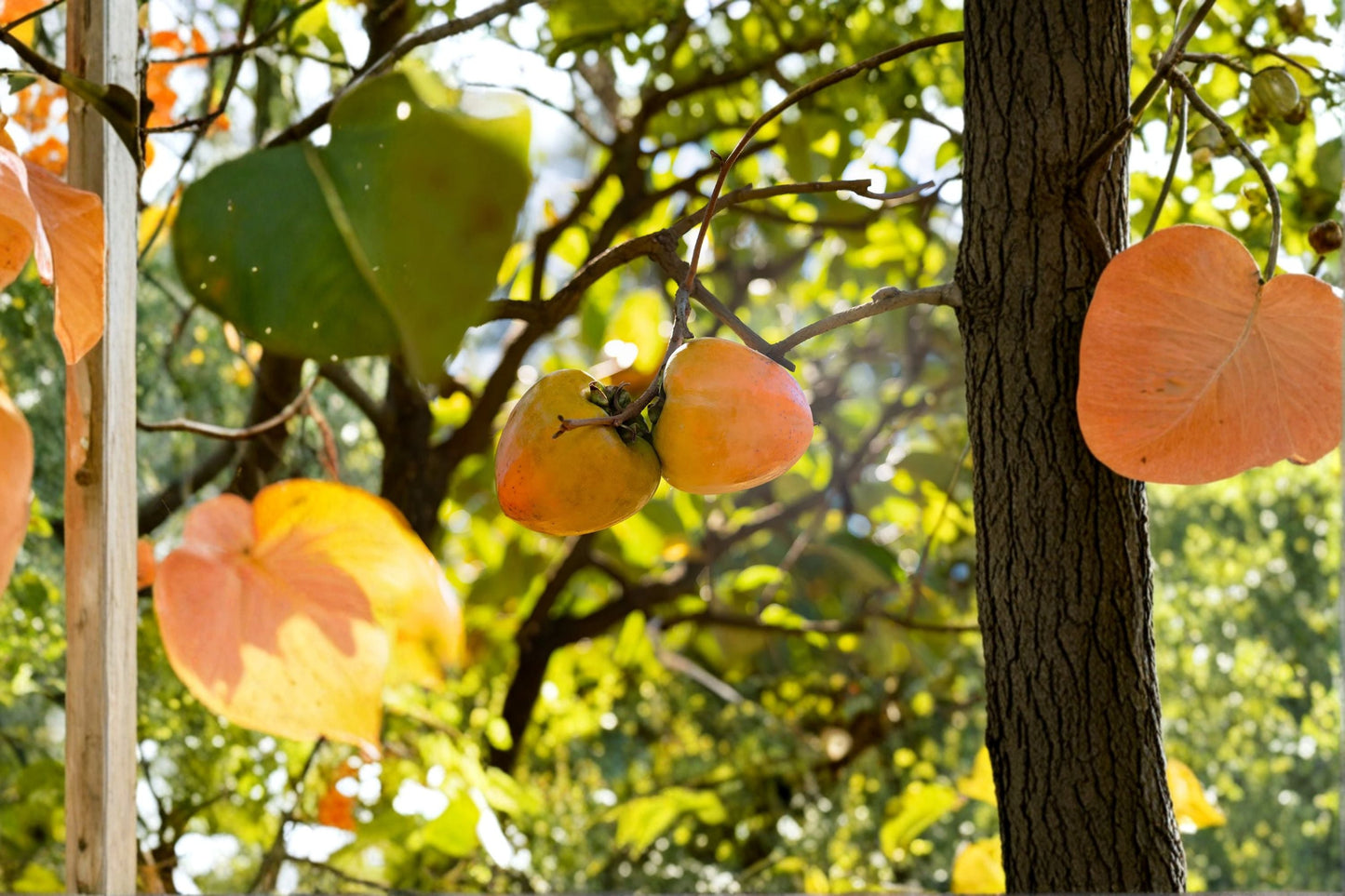 Tanenashi Persimmon Tree β 1 Live Well-Rooted Diospyros kaki Astringent Asian Persimmon, Sweet Fruit Starter