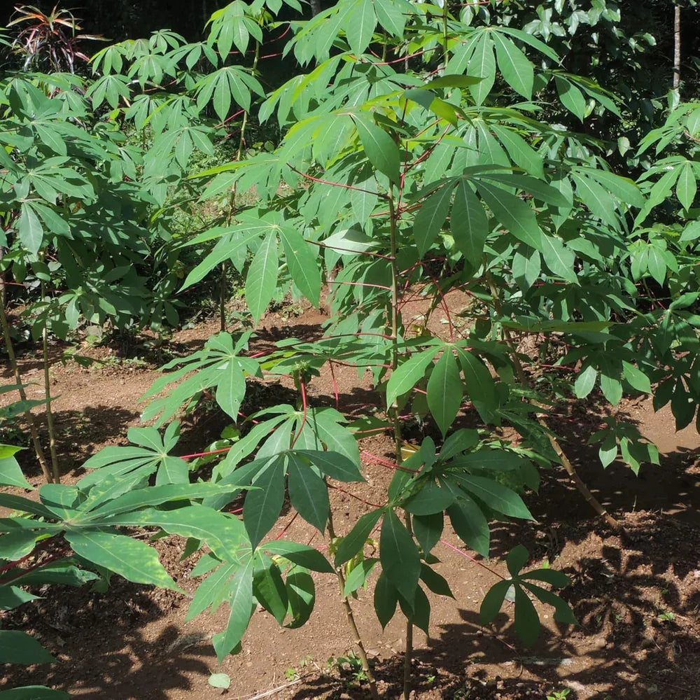 Cassava Cuttings Live Tropical Stems Manihot esculenta for Landscaping Edible Gardens & Containers