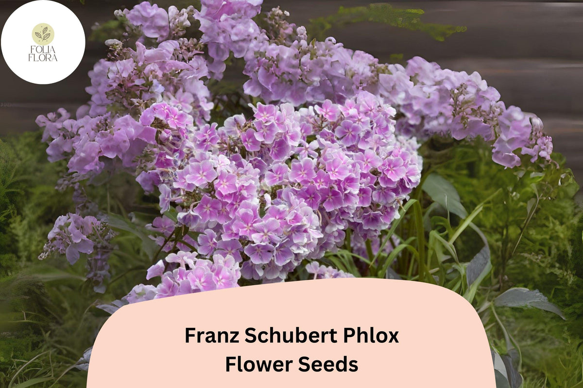 Franz Schubert Phlox Seeds - 100+ Lavender-Pink Blooms, Perennial Phlox paniculata, Attracts Butterflies, Cottage Garden Plant