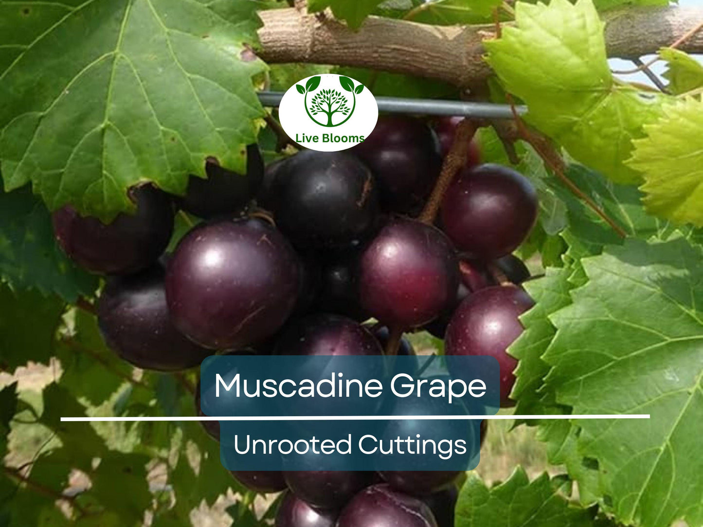 8 Organic Wild Grown Muscadine Grape Vine Clippings for Propagation & Grafting