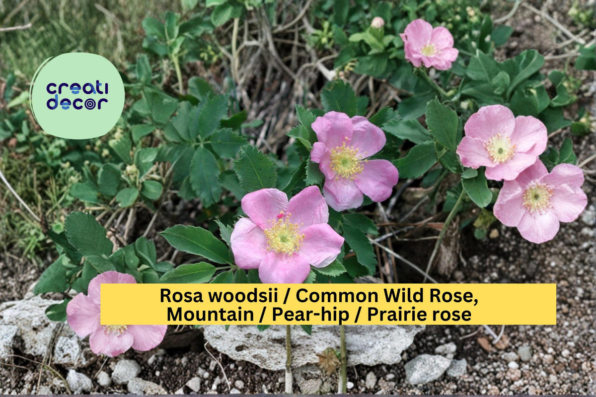 Rosa woodsii Seeds - 25 Count Common Wild Rose Pink Flowering Shrub Seeds for Native Gardens and Landscapes