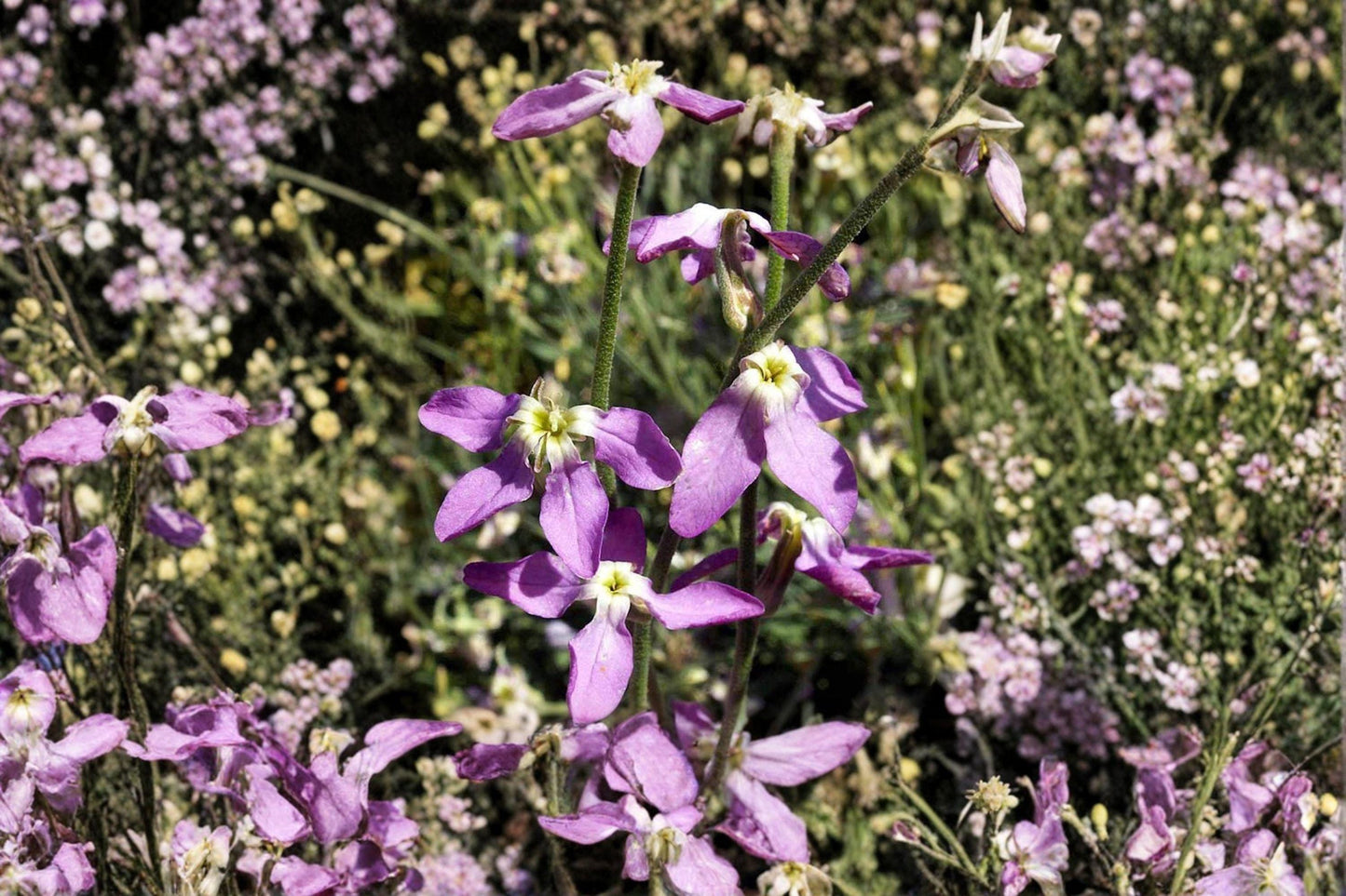 100 Seeds Evening Scented Stock Flower, Matthiola longipetala, Night Blooming Fragrant Annual Seeds
