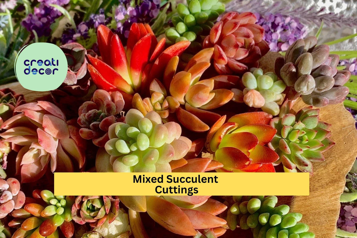 Succulent Cuttings 12 Pack Green Assorted Varieties Various Species for DIY Terrariums and Garden Projects
