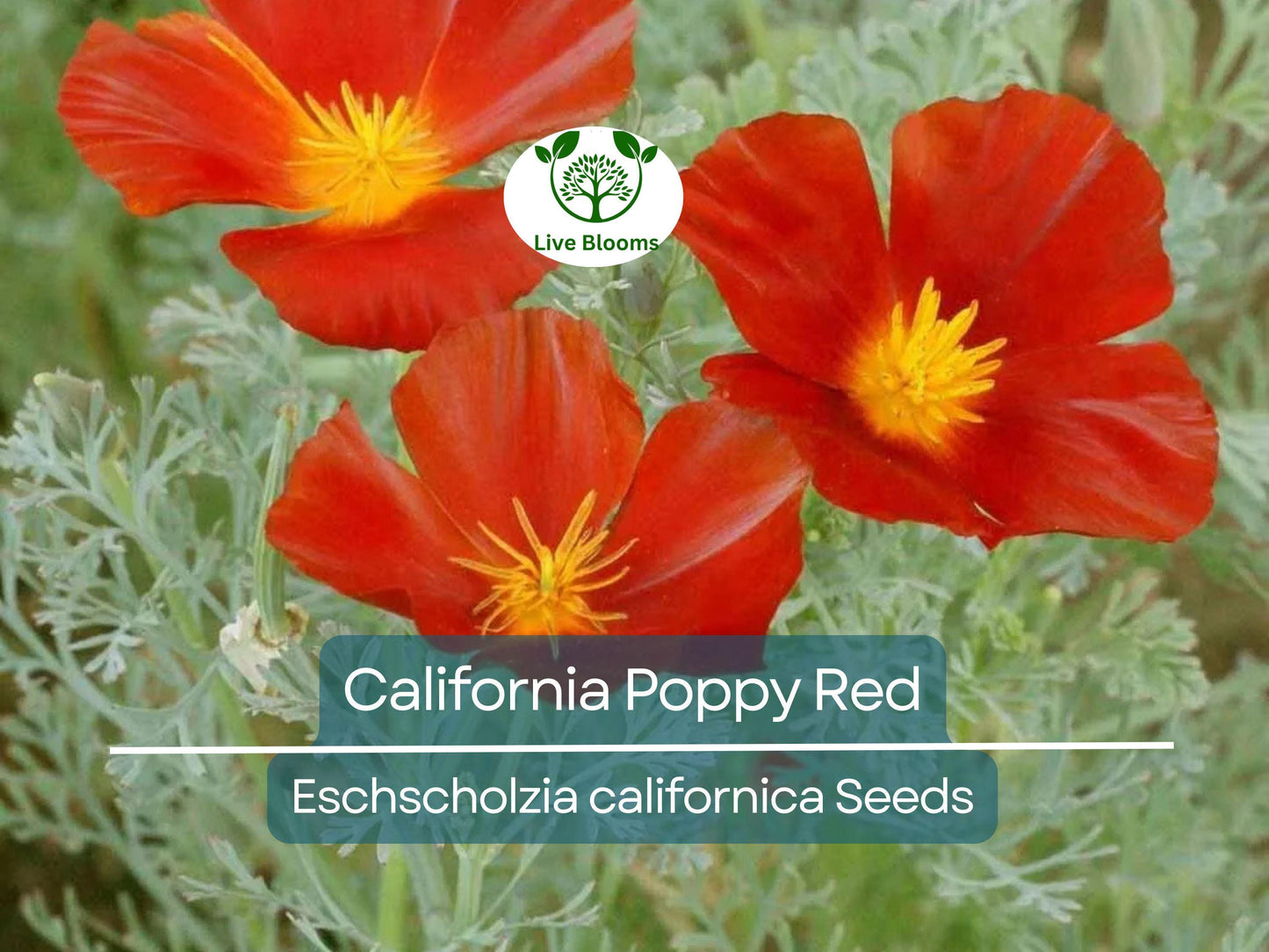 1000 California Poppy Seeds Red Chief - Non-GMO, Pollinator Friendly, Drought Tolerant Wildflower