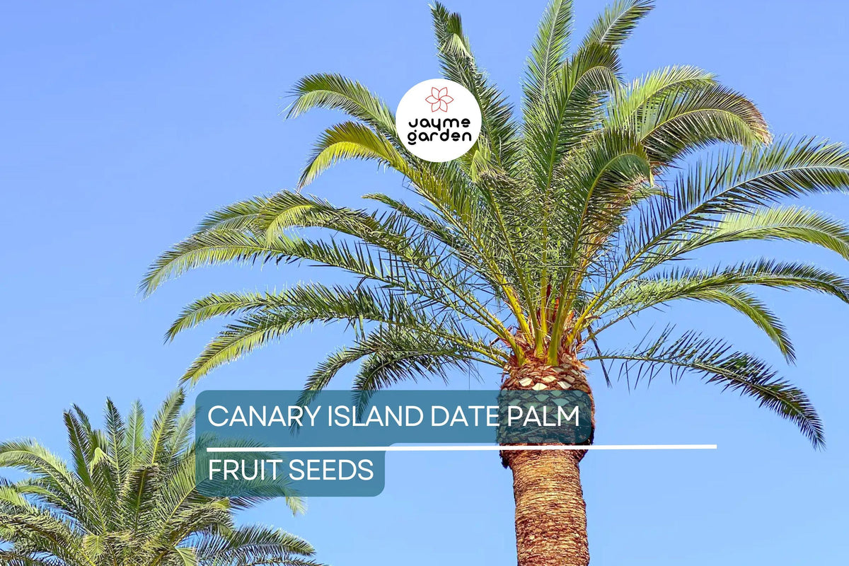 Canary Island Date Palm Seeds - 10 Fresh Seeds - Phoenix Canariensis - Hardy Tropical Palm for Landscaping and Indoor Use