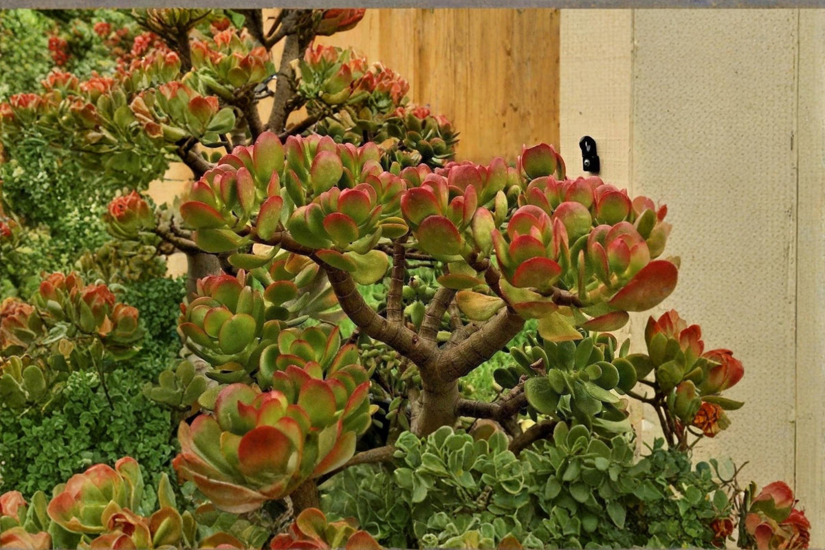 Jade Plant Cuttings 3-5" Unrooted Succulent Crassula ovata - Indoor Evergreen Houseplant for Bright Sunny Spaces