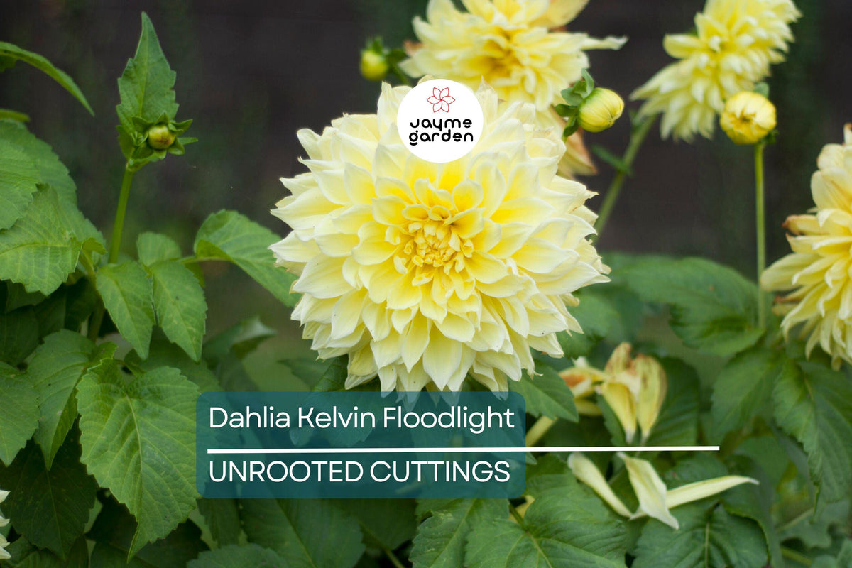 Dahlia Tuber - Live Flower Bulb - Yellow Dinnerplate Dahlia - Dahlia hybrid ‘Kelvin Floodlight’ - Large 12" Blooms