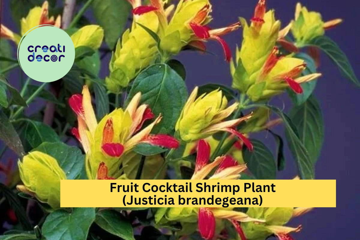 Fruit Cocktail Shrimp Plant | Justicia brandegeana Live Rooted Starter for Sunny Gardens & Indoor Spaces