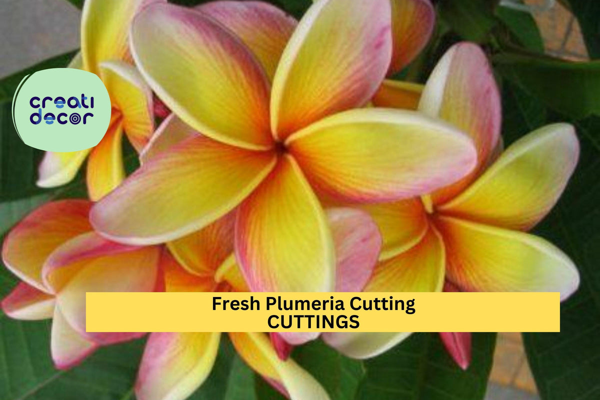 Fresh Plumeria Cutting 12+" | Frangipani Tree Starter | Easy to Root Tropical Flower for Warm Zones